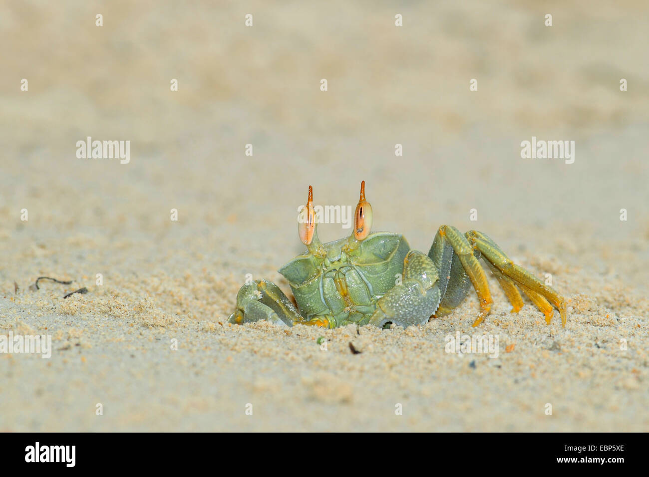 ghost crab, fiddler crab (Ocypodidae), crawling out of the cave in the sand, Seychelles, Bird Island Stock Photo