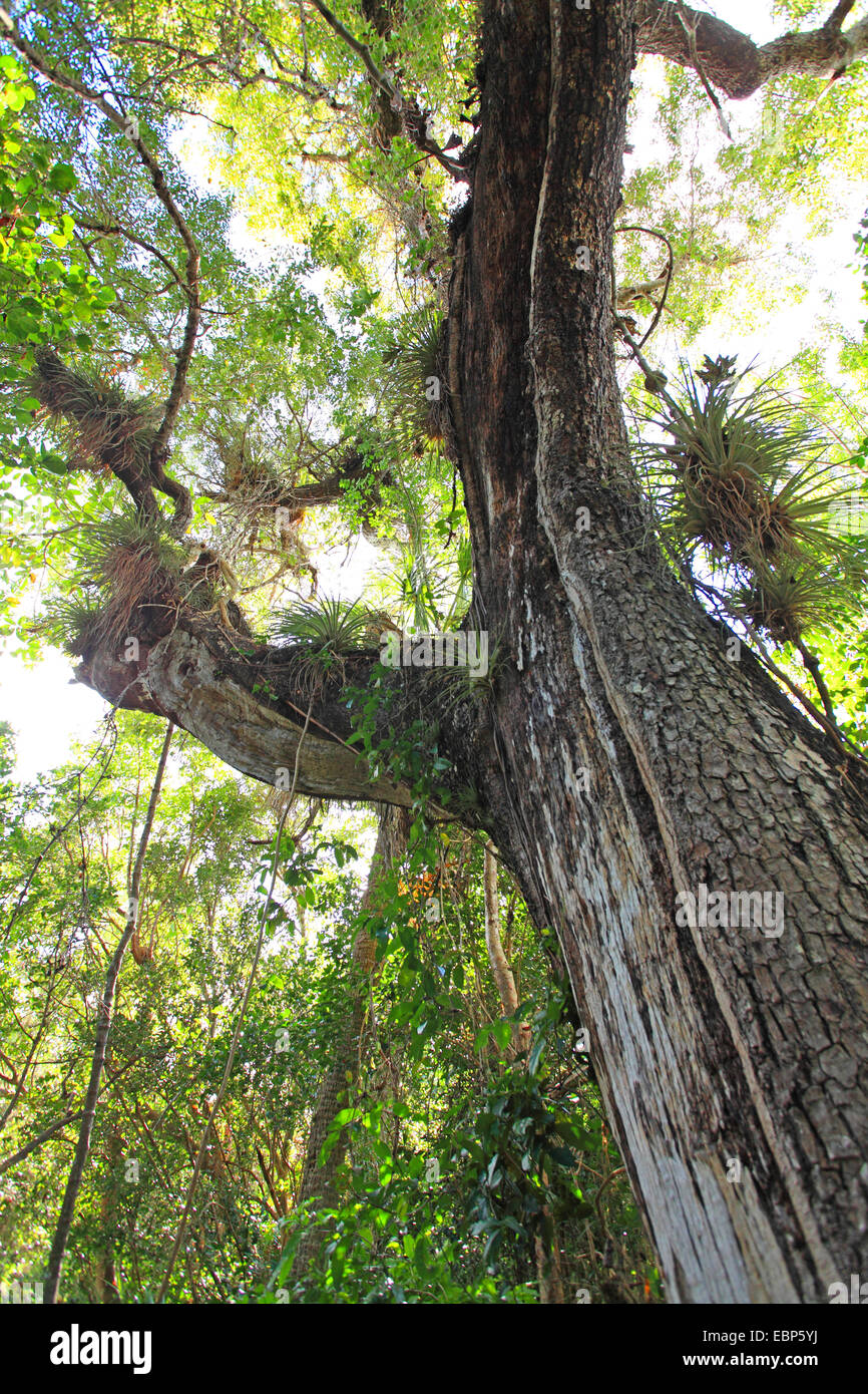 Mahogany Hammock, West Indies Mahogany (Swietenia mahagoni), view into the treetop, USA, Florida, Everglades National Park Stock Photo