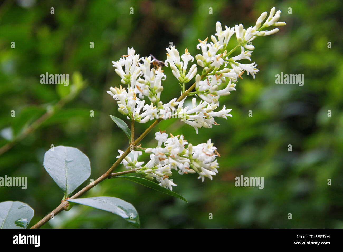 california privet (Ligustrum ovalifolium), inflorescence Stock Photo