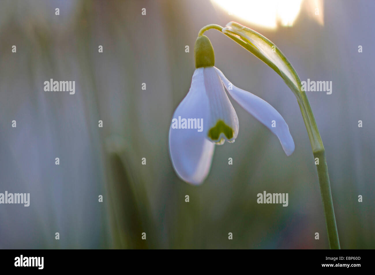 common snowdrop (Galanthus nivalis), blooming in backlight, Germany, Saxony Stock Photo