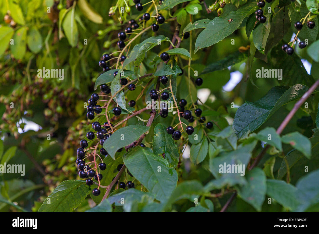 European bird cherry (Prunus padus, Padus avium), fruiting branches, Germany, Bavaria Stock Photo