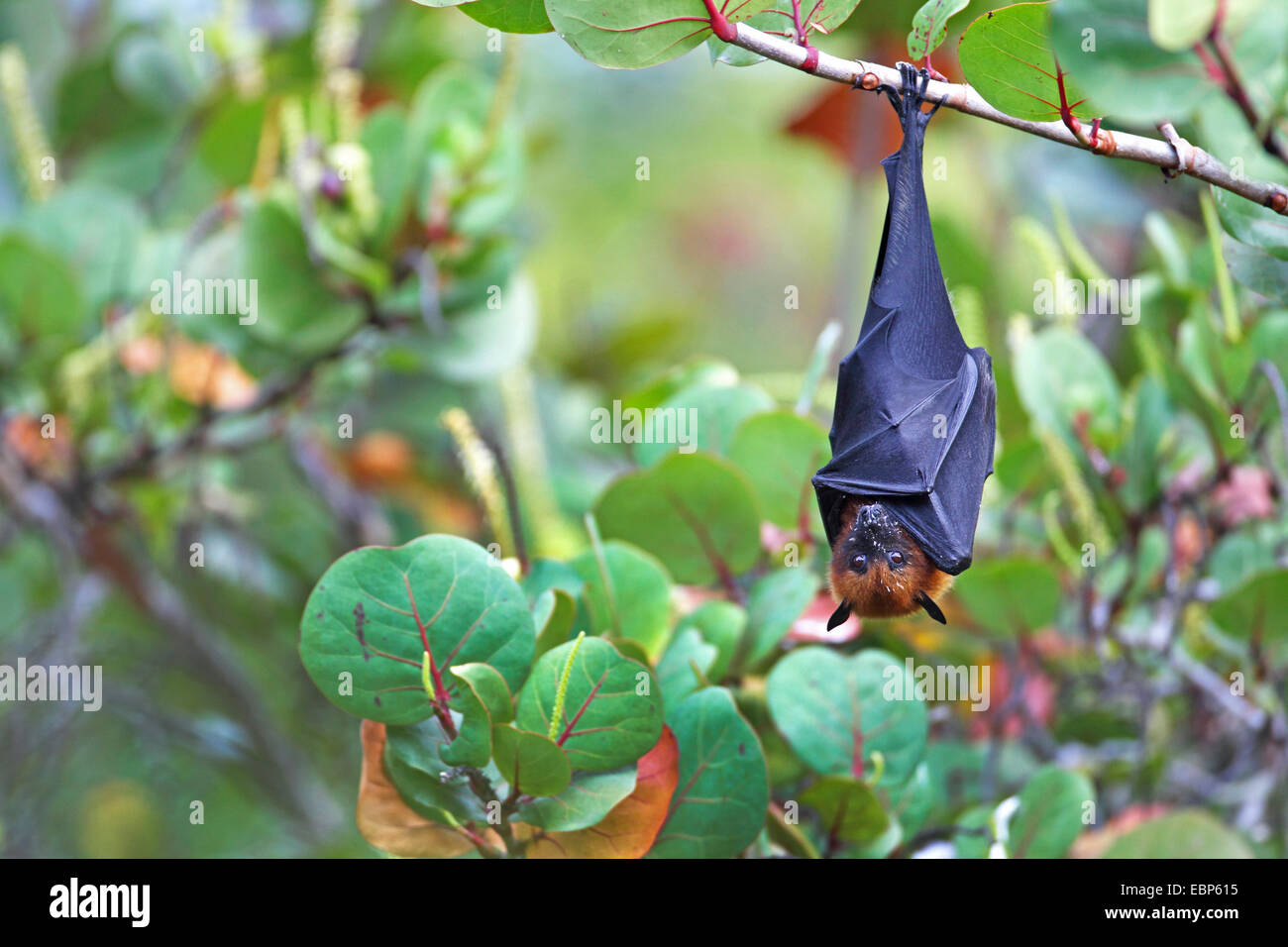 Hanging bats 2024
