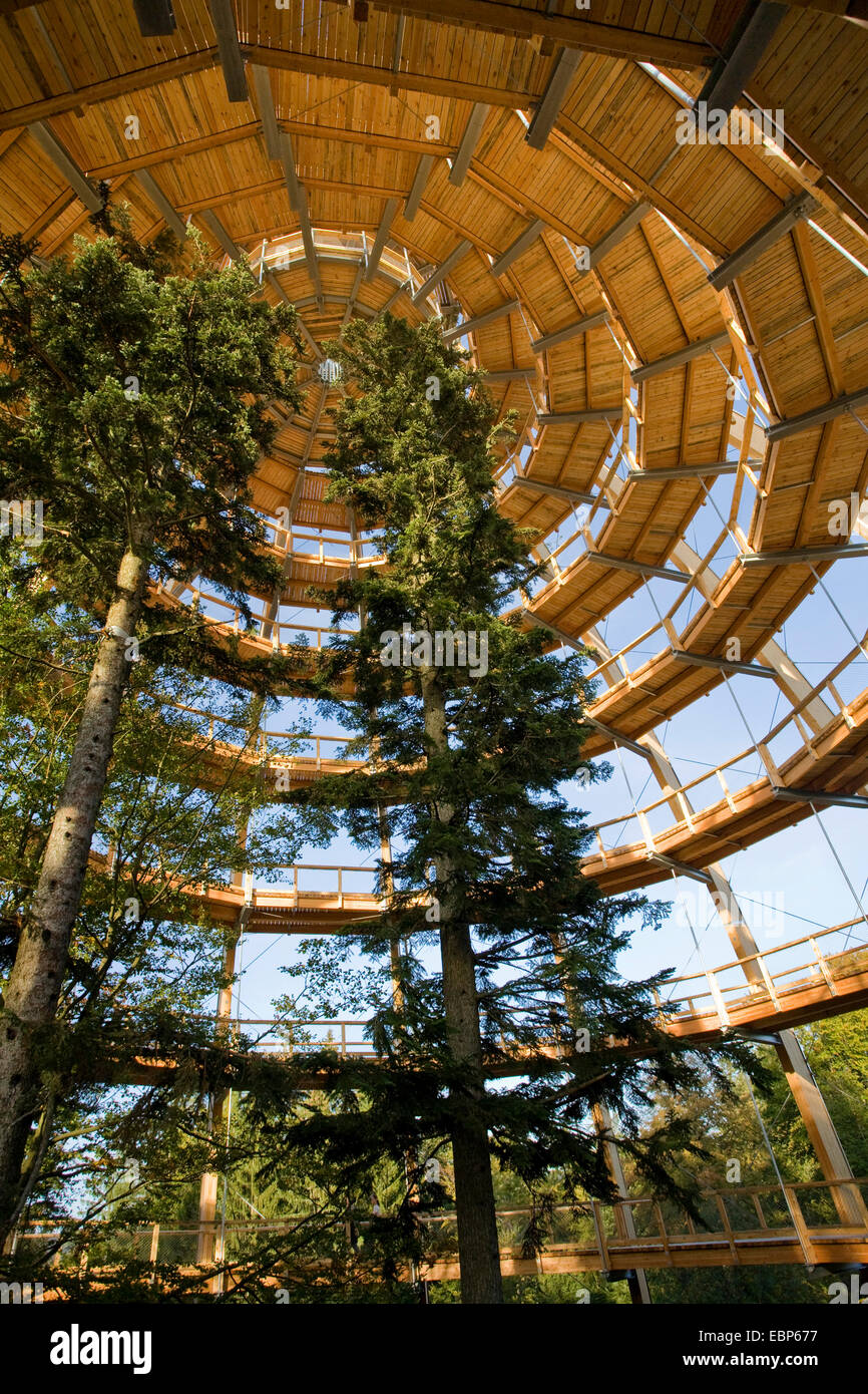 look-out at the educational forest path Bayerischer Wald built around firs, inner view of the dome with its spiral foot-walk, Germany, Bavaria, Bayerischer Wald National Park, Neuschoenau Stock Photo