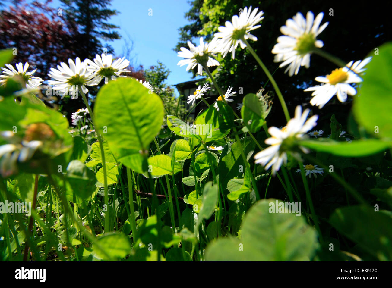 common daisy, lawn daisy, English daisy (Bellis perennis), blooming in a meadow with trefoils, Germany, Saxony Stock Photo