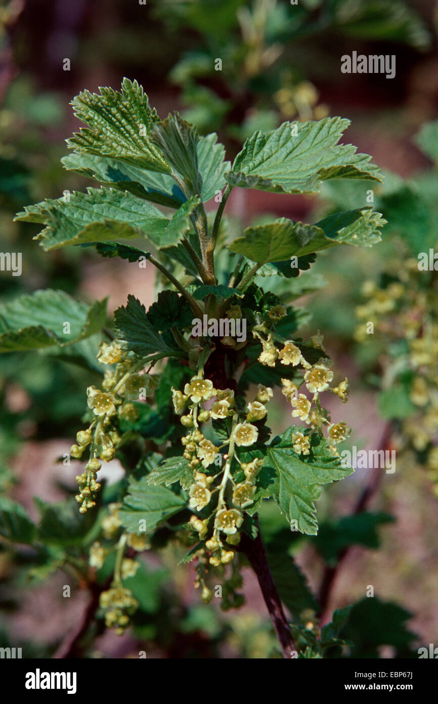 northern red currant (Ribes rubrum), blooming Stock Photo