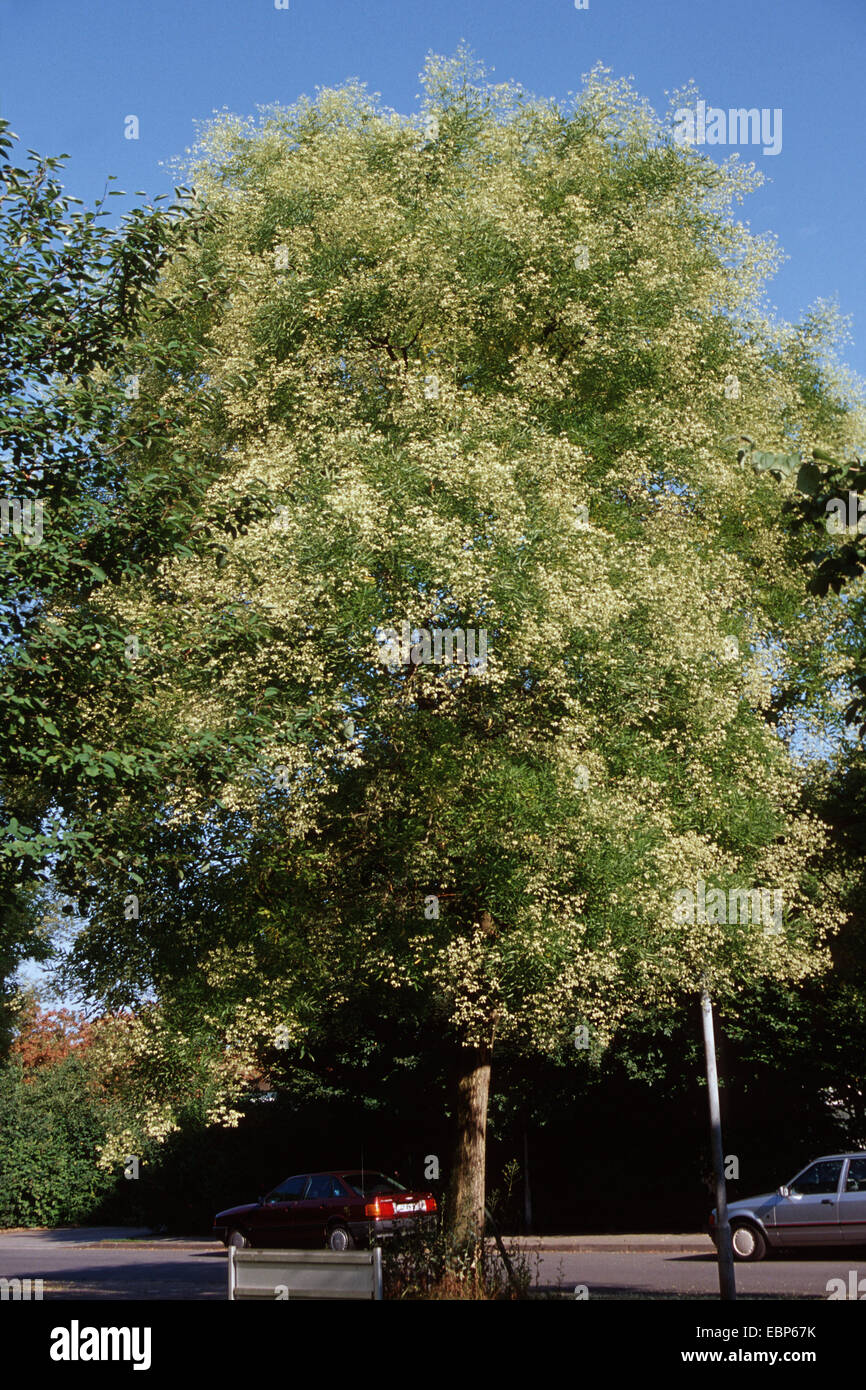 Japanese pagoda tree (Sophora japonica), blooming tree in a street, Germany Stock Photo