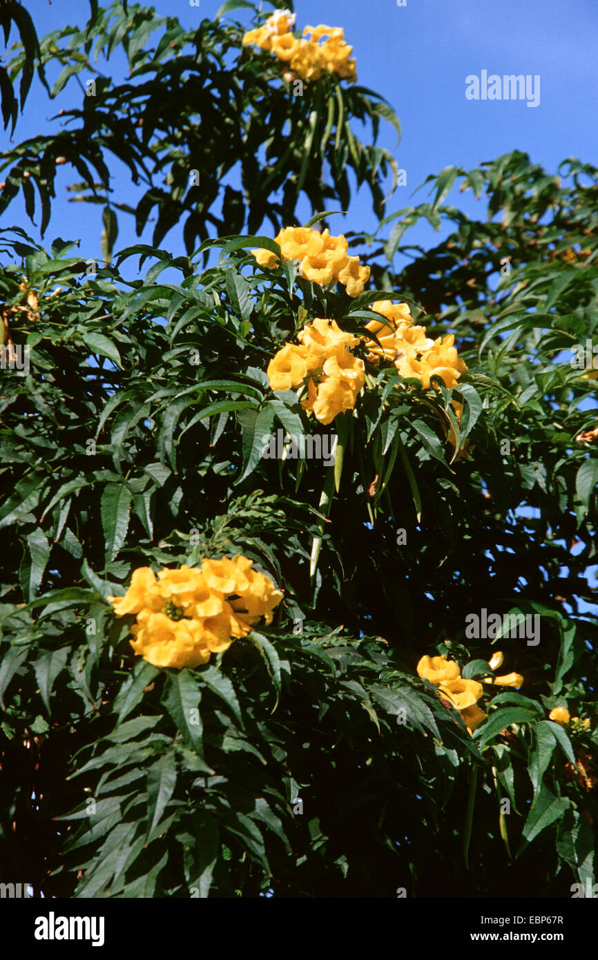 yellow trumpetbush, yellow bells,  yellow elder (Tecoma stans), blooming Stock Photo