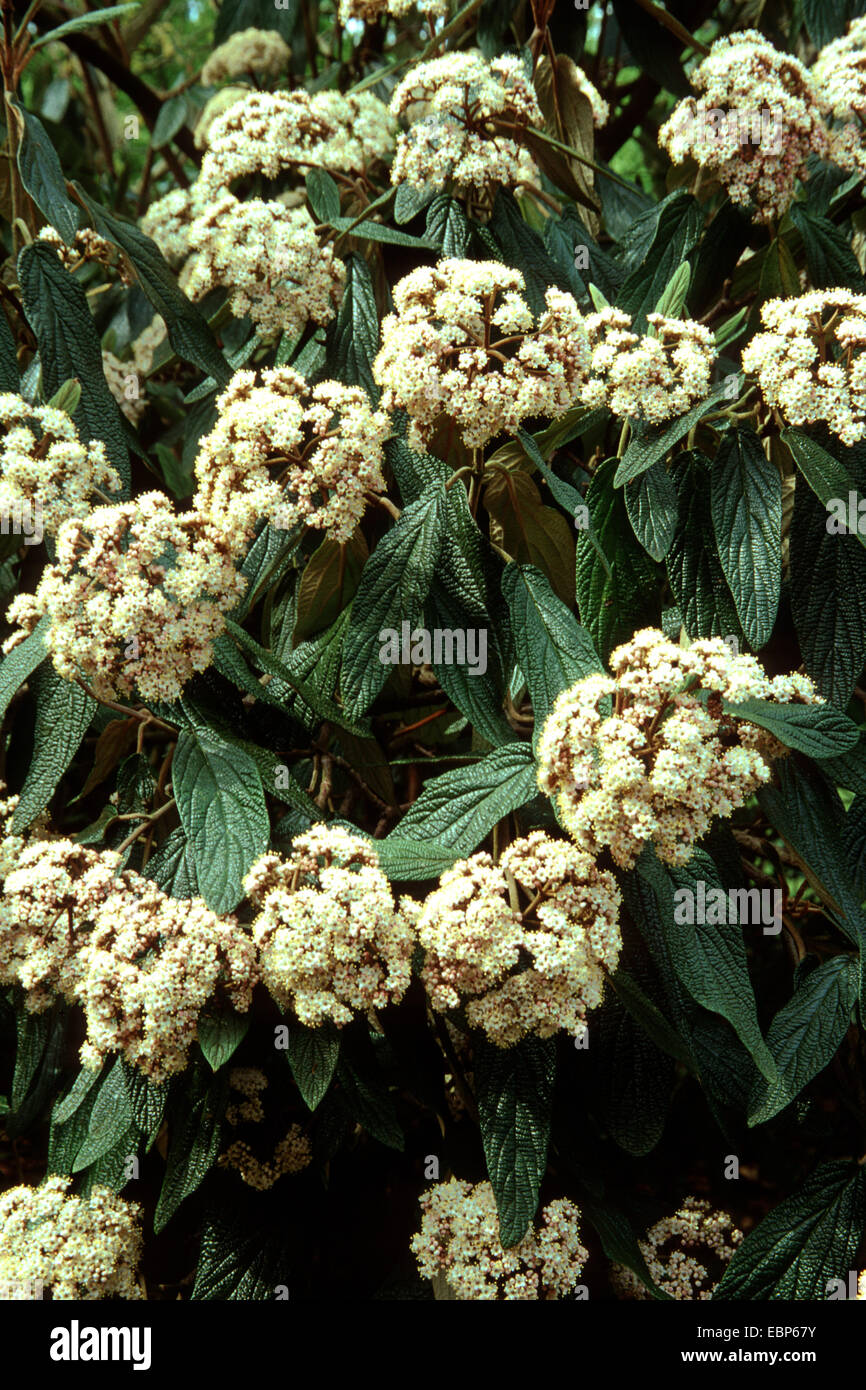 leatherleaf viburnum (Viburnum rhytidophyllum), blooming Stock Photo