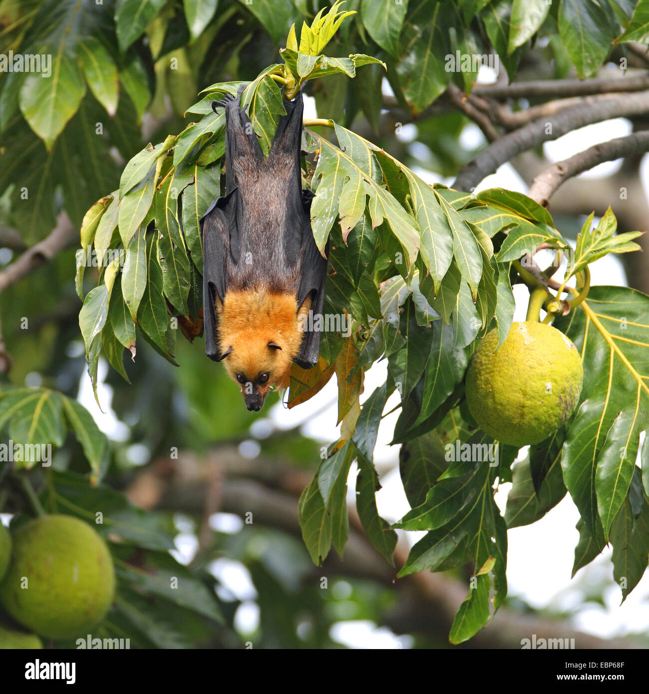 seychelles flying fox, seychelles fruit bat (Pteropus seychellensis), hanging in a breadfruit tree, Artocarpus altilis, Seychelles, Mahe Stock Photo
