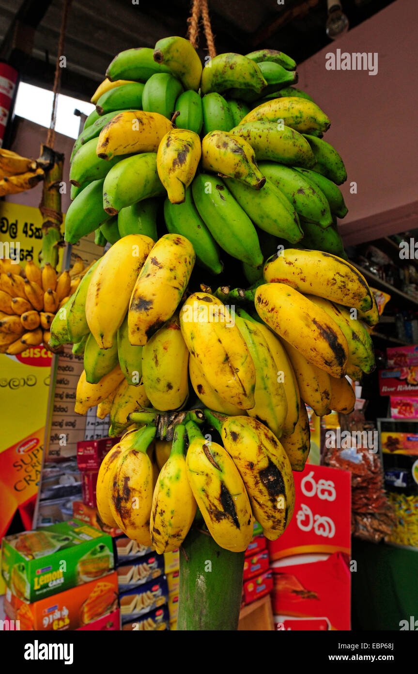 common banana (Musa paradisiaca var. sapientum), bananas at market, Sri Lanka Stock Photo