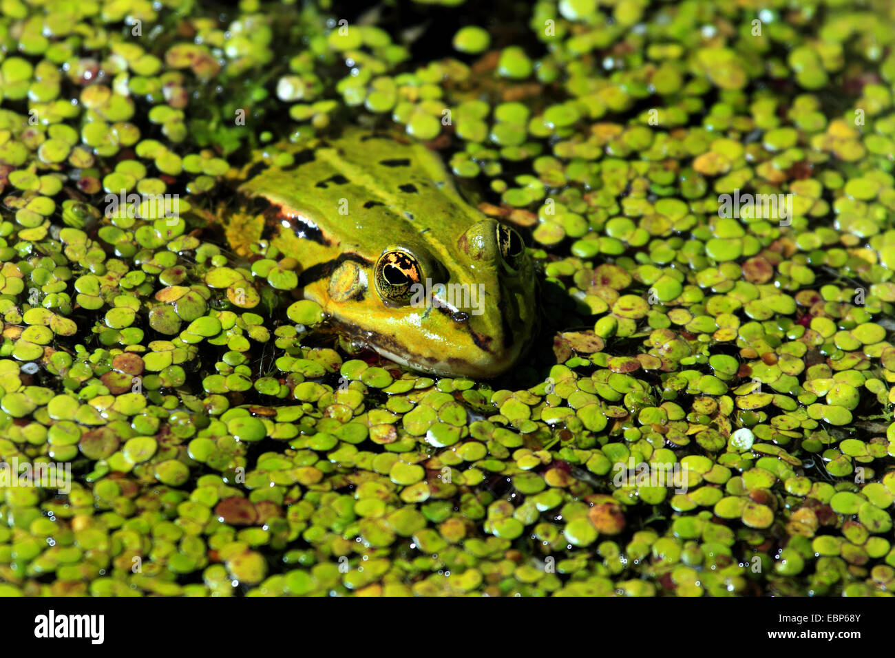 European edible frog, common edible frog (Rana kl. esculenta, Rana ...