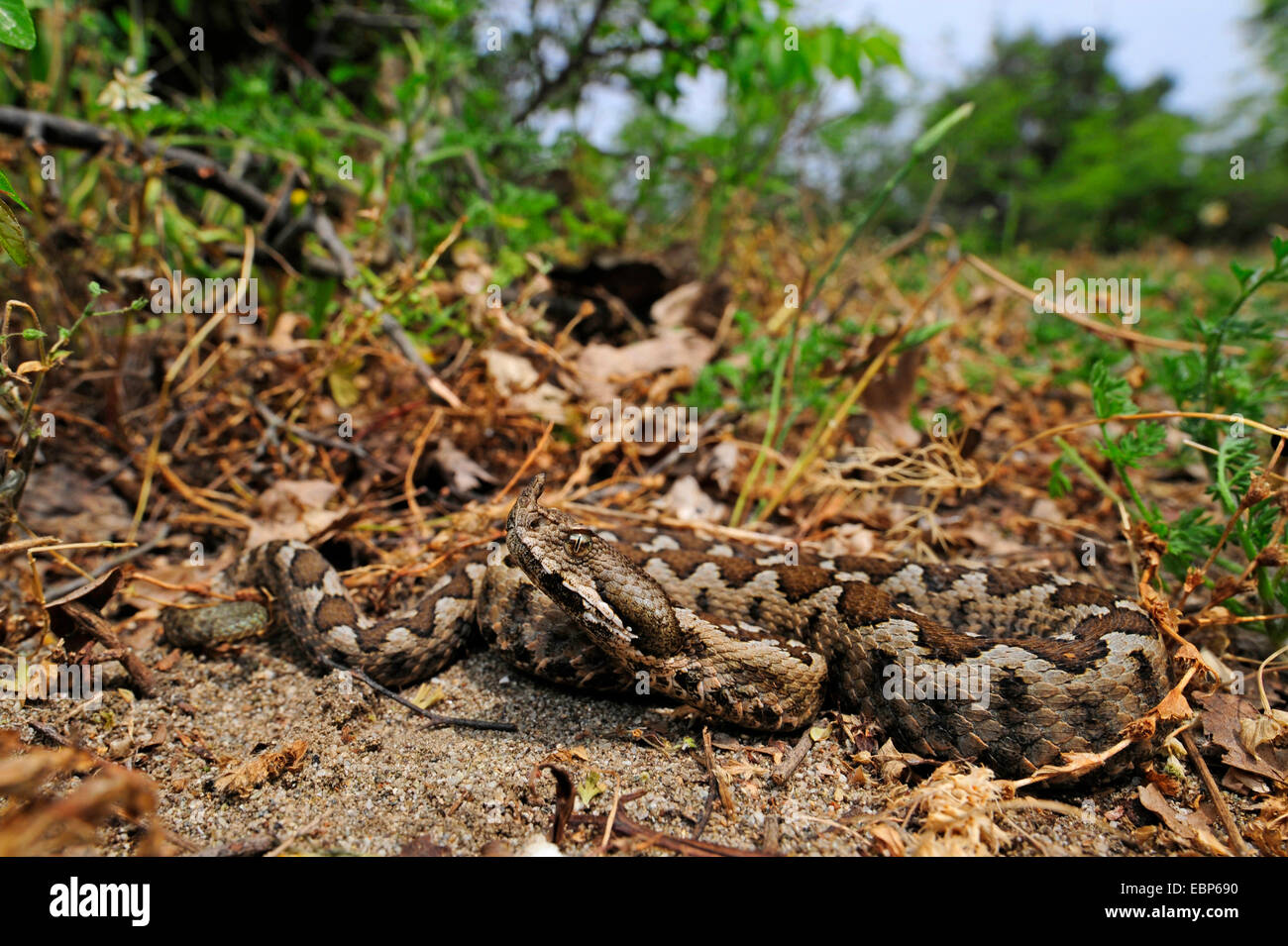 Nose-horned viper, Horned viper, Long-nosed viper (Vipera ammodytes), lying on the ground, Greece, Macedonia Stock Photo