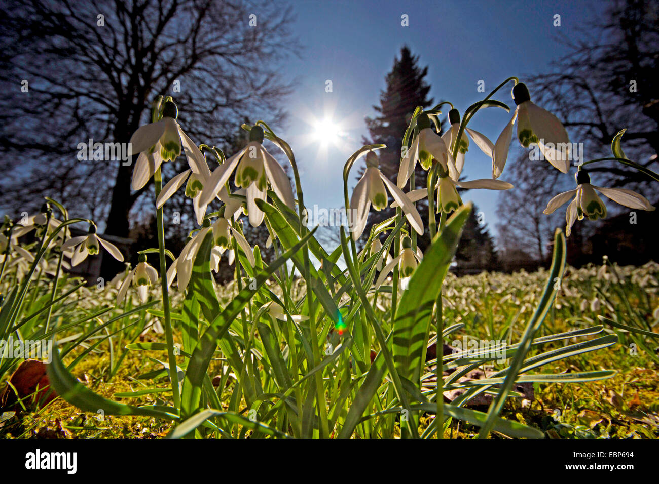 common snowdrop (Galanthus nivalis), blooming in backlight, Germany, Saxony Stock Photo