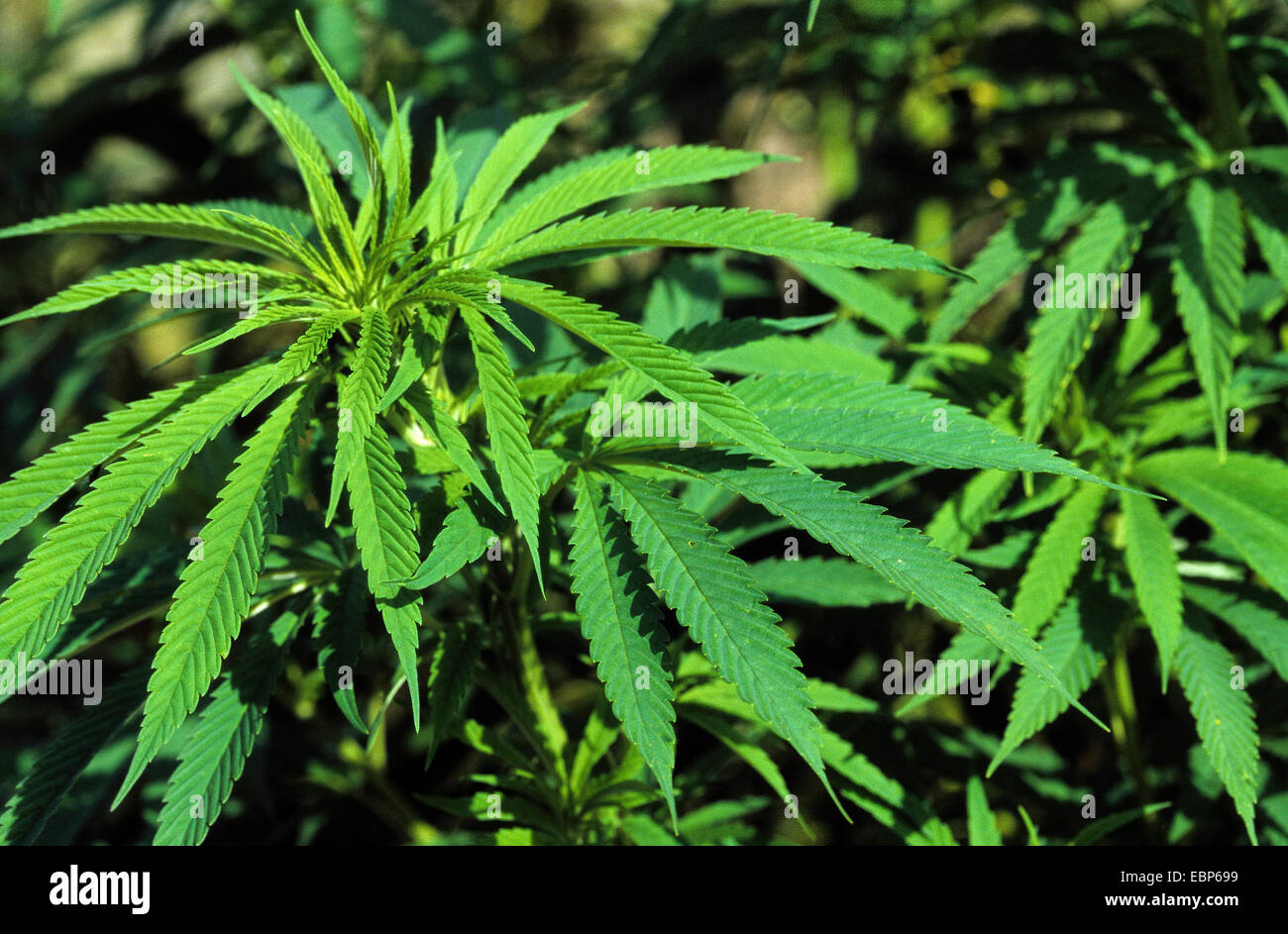 Indian hemp, marijuana, mary jane (Cannabis sativa), leaves Stock Photo