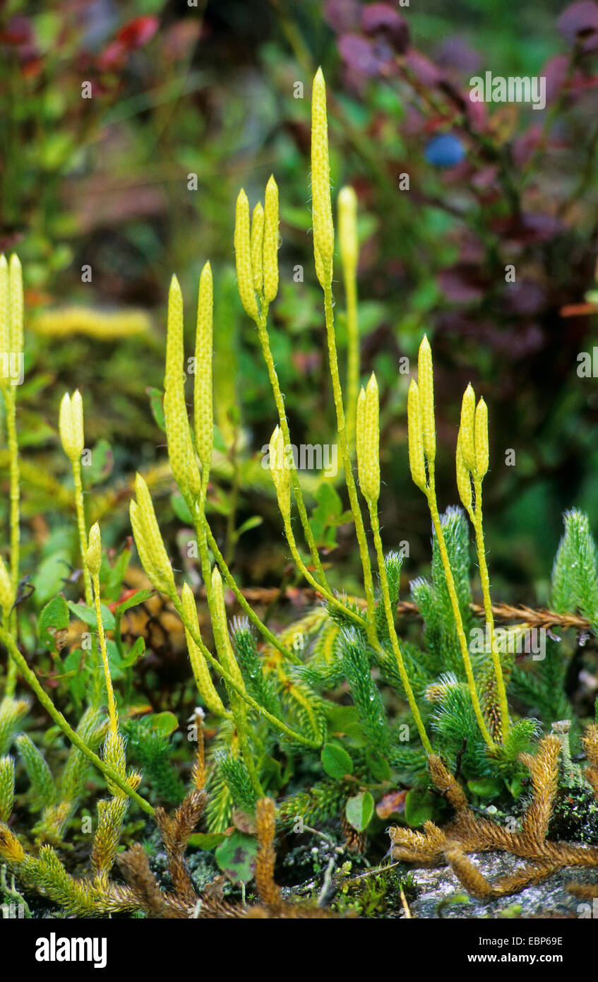 elk-moss, running clubmoss, running ground-pine, stags-horn clubmoss, common club moss (Lycopodium clavatum), with cones, Germany Stock Photo