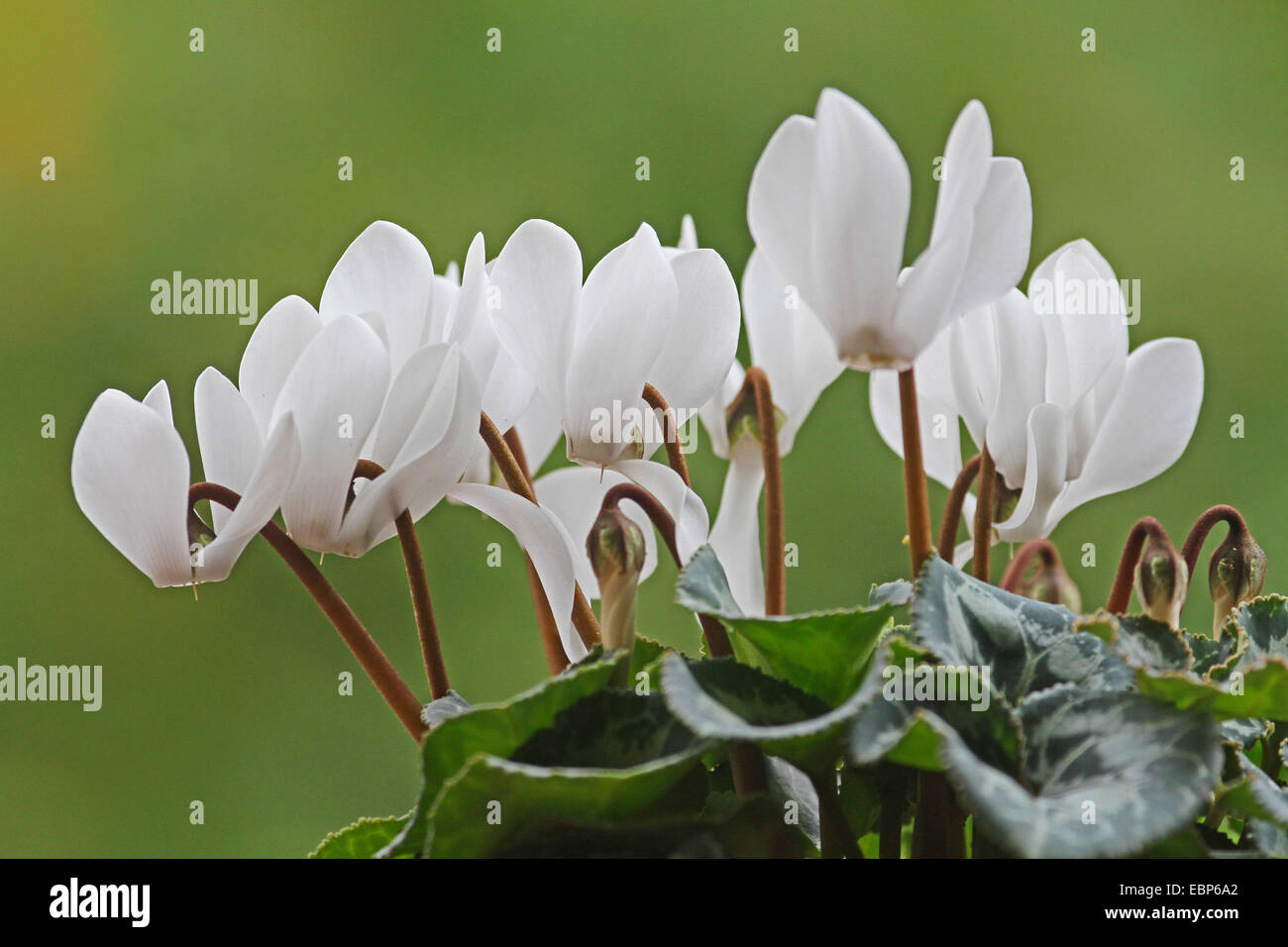Florists Cyclamen (Cyclamen persicum), blooming Stock Photo