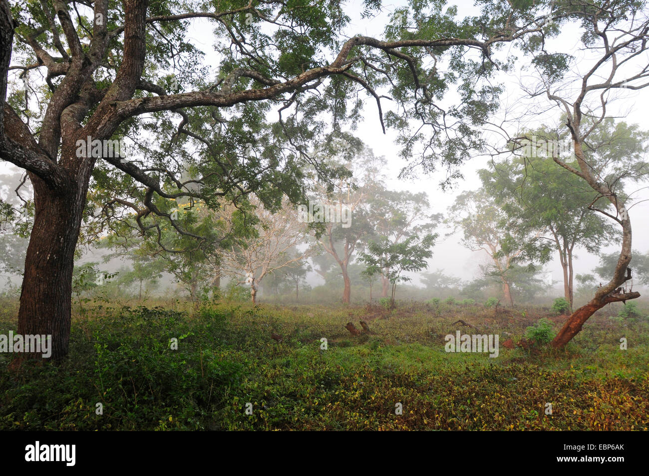 monsoon forest in fog, Sri Lanka, Wilpattu National Park Stock Photo