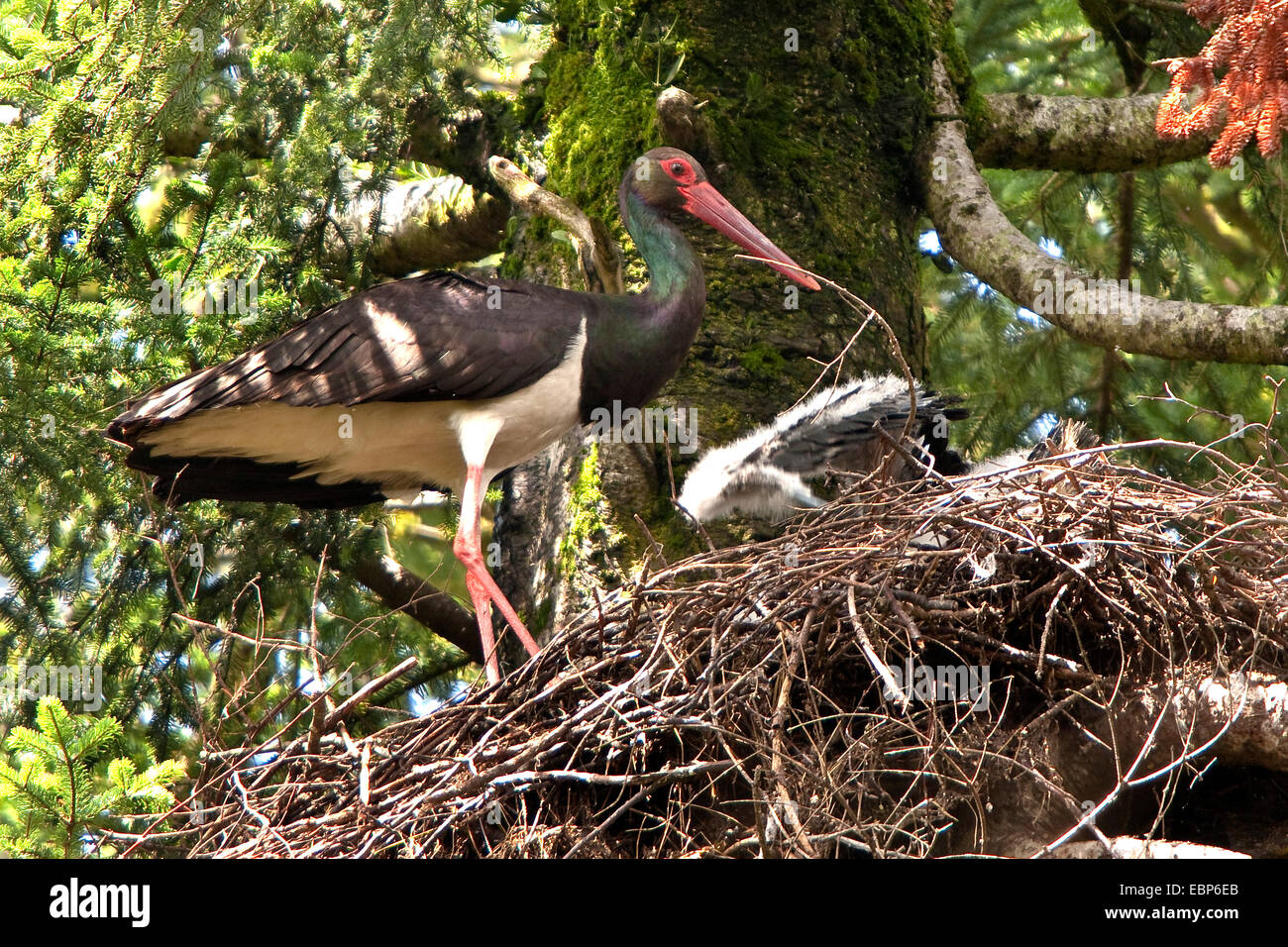 black stork (Ciconia nigra), adult at the nest in an old fir with young birds in down plumage, Germany, Bavaria, Oberbayern, Upper Bavaria Stock Photo
