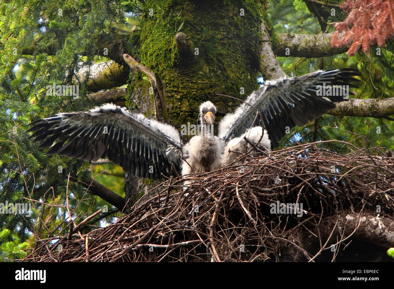 black stork (Ciconia nigra), young bird with down plumage spreading its wings in the nest in an old fir, Germany, Bavaria, Oberbayern, Upper Bavaria Stock Photo