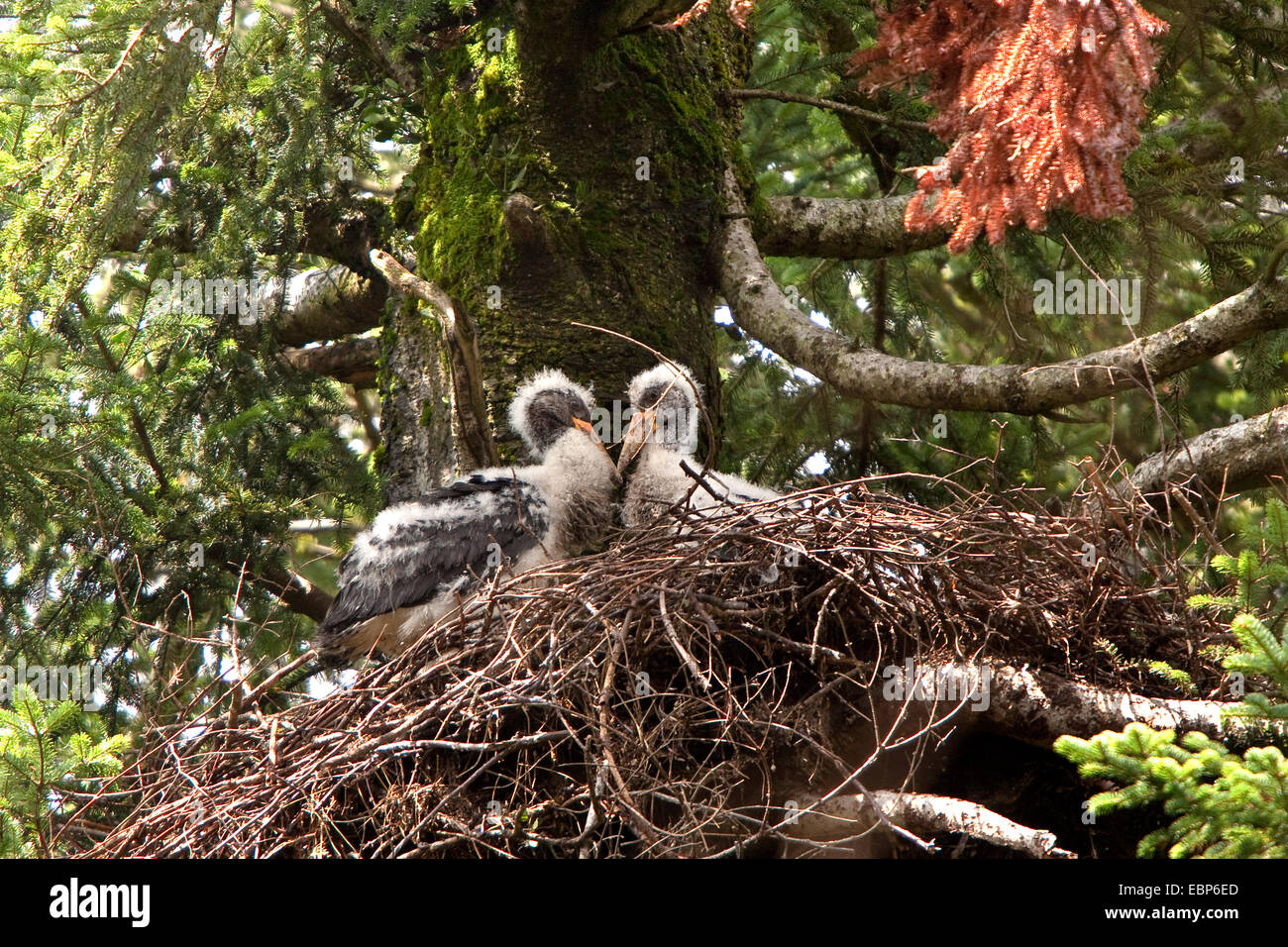 black stork (Ciconia nigra), nest in an old fir with two young birds wearing a down plumage, Germany, Bavaria, Oberbayern, Upper Bavaria Stock Photo