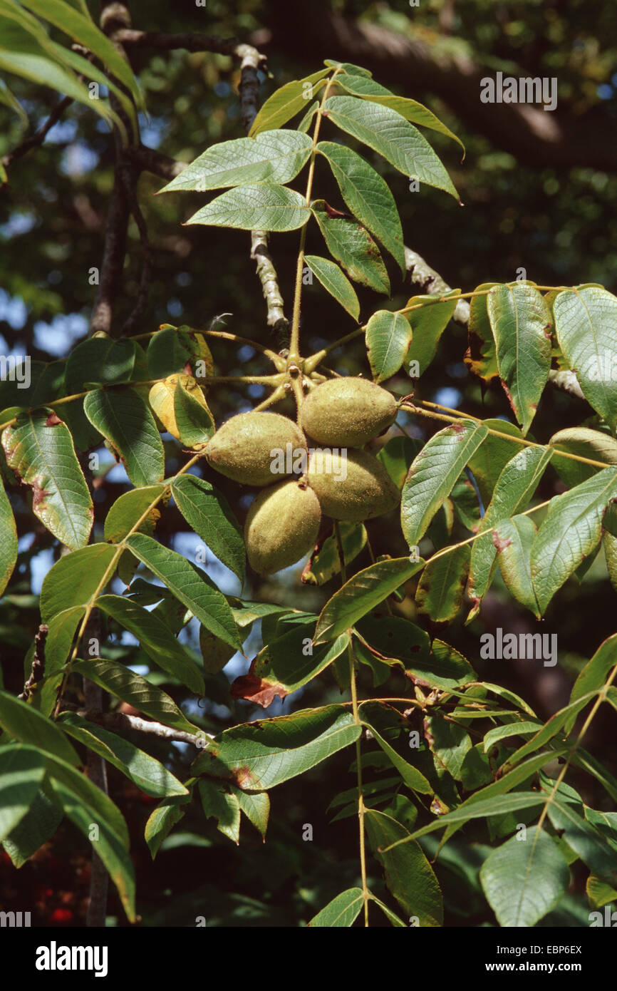 white walnut, butternut (Juglans cinerea), branch with fruits Stock Photo