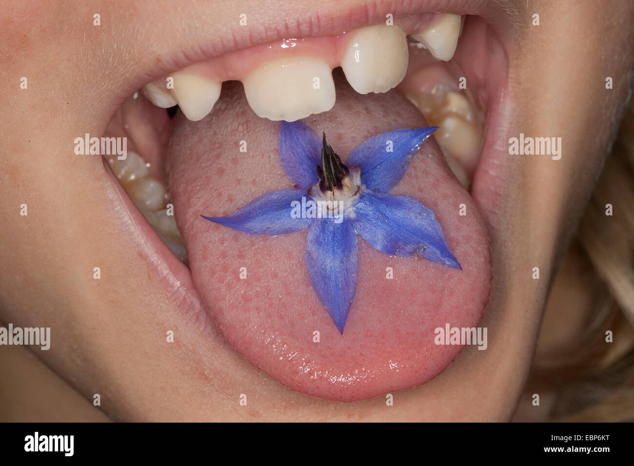 common borage (Borago officinalis), girl with an edible flower on her tongue Stock Photo