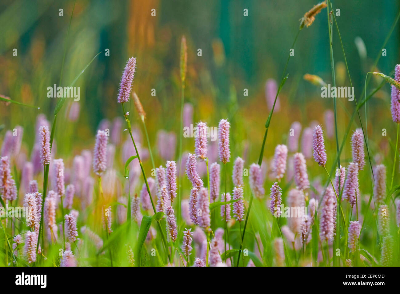 Common bistort, Meadow bistort (Polygonum bistorta, Bistorta officinalis, Bistorta major, Persicaria bistorta), bloomin in a meadow, Germany, North Rhine-Westphalia Stock Photo