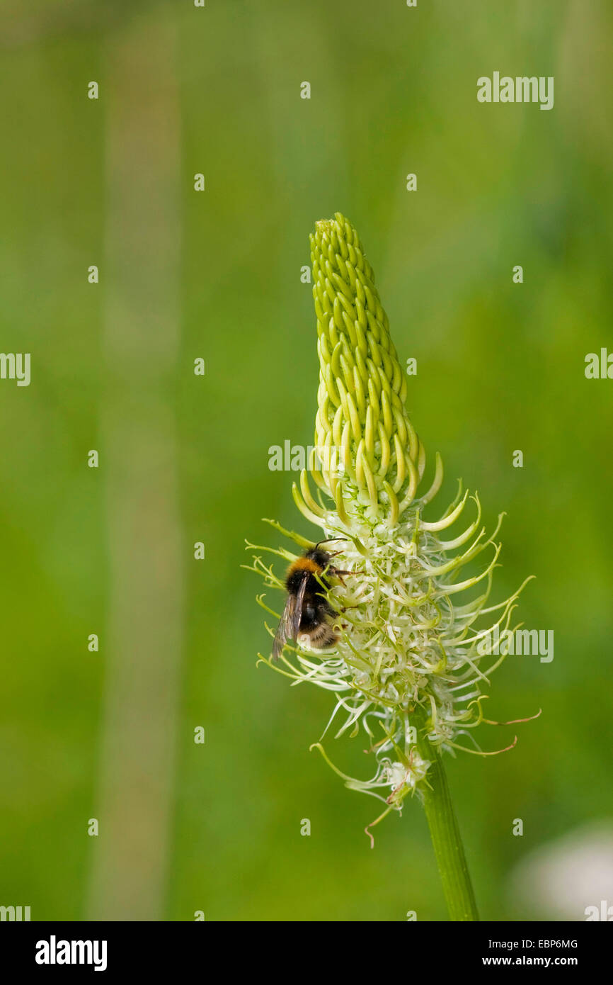spiked rampion (Phyteuma spicatum), inflorescence with humble bee, Germany, North Rhine-Westphalia Stock Photo