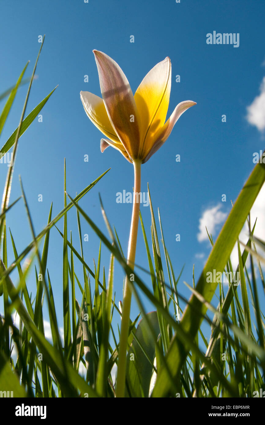 Dasystemon Tulip (Tulipa tarda), blooming in a meadow Stock Photo
