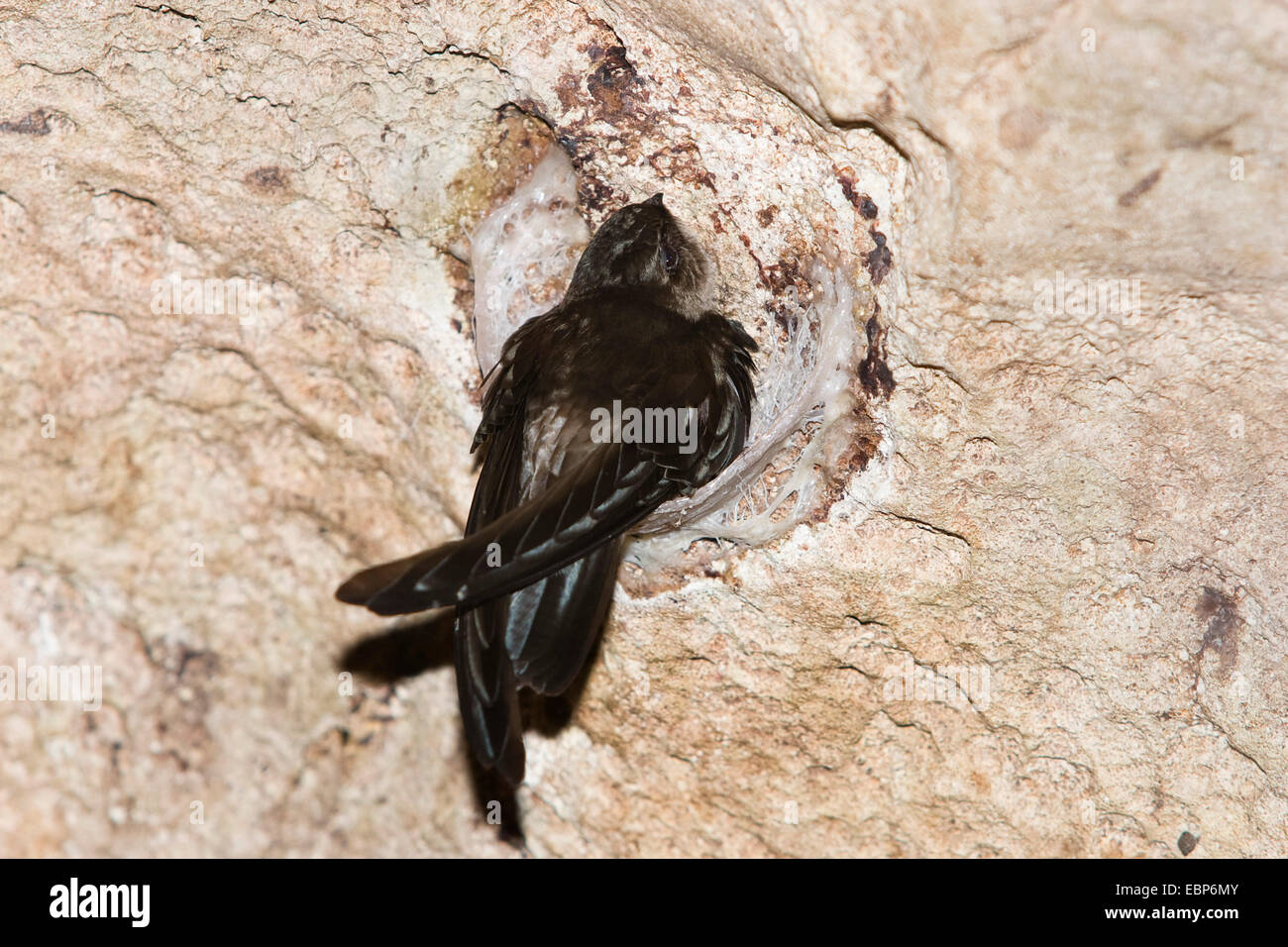 Swiftlet nest, cave, edible hires stock photography and images Alamy