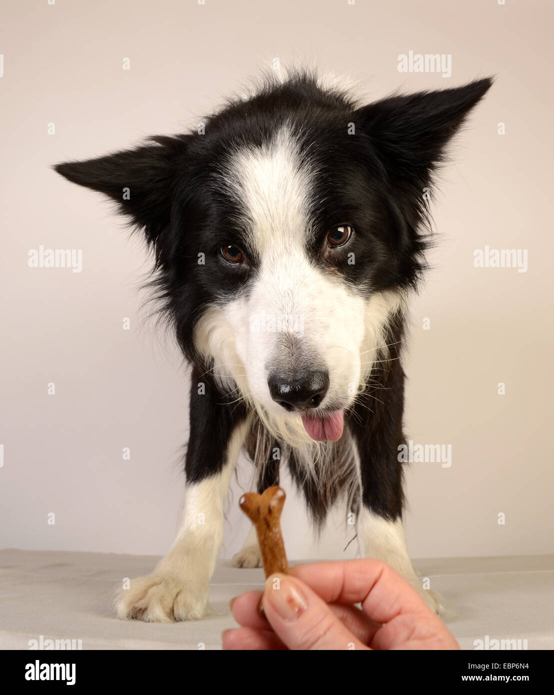 Border Collie dog handed a biscuit treat reward pet pets animal uk Stock Photo