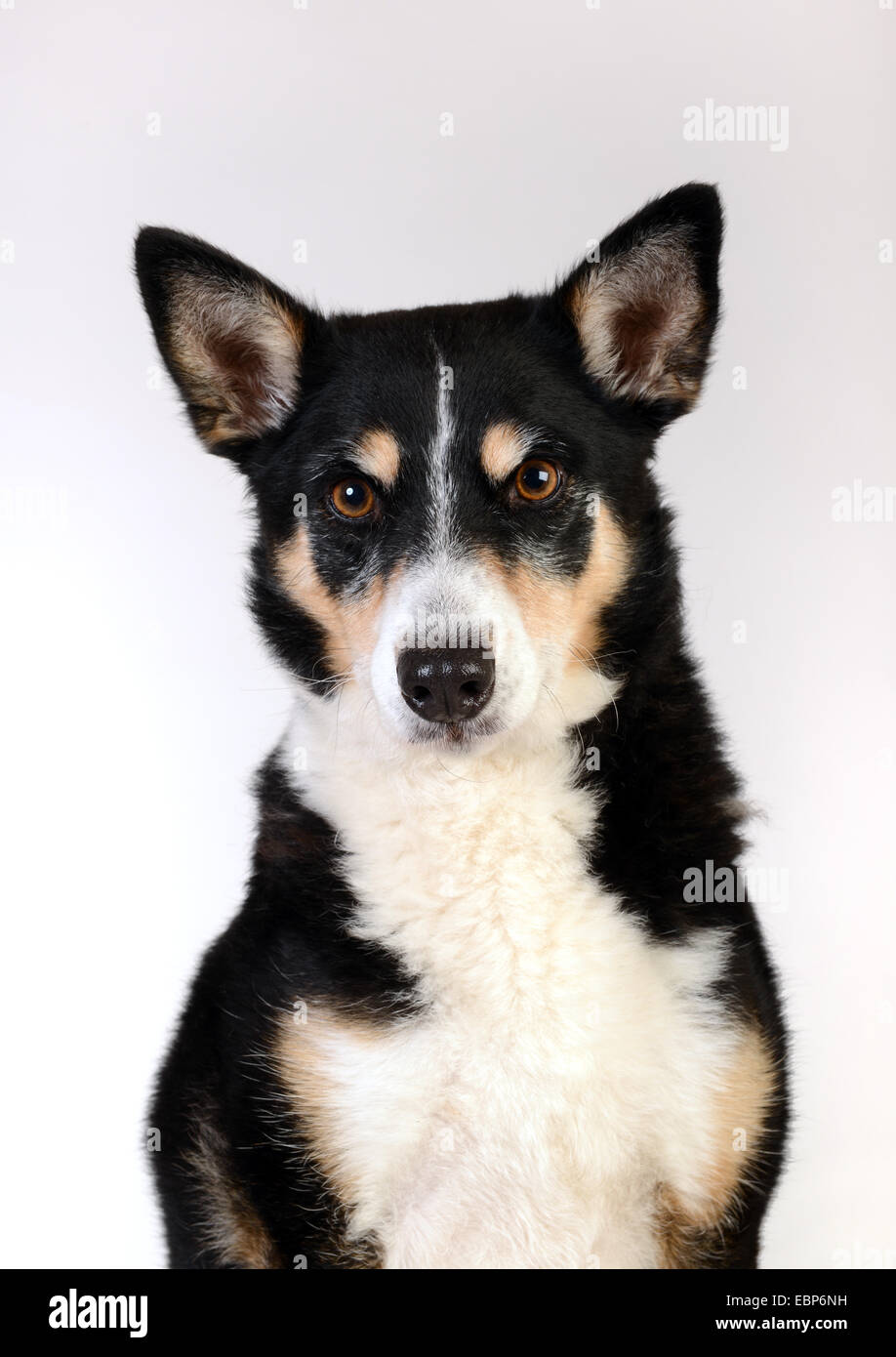 Pet pets dog dogs mongrel mixed breed studio portrait white background Stock Photo