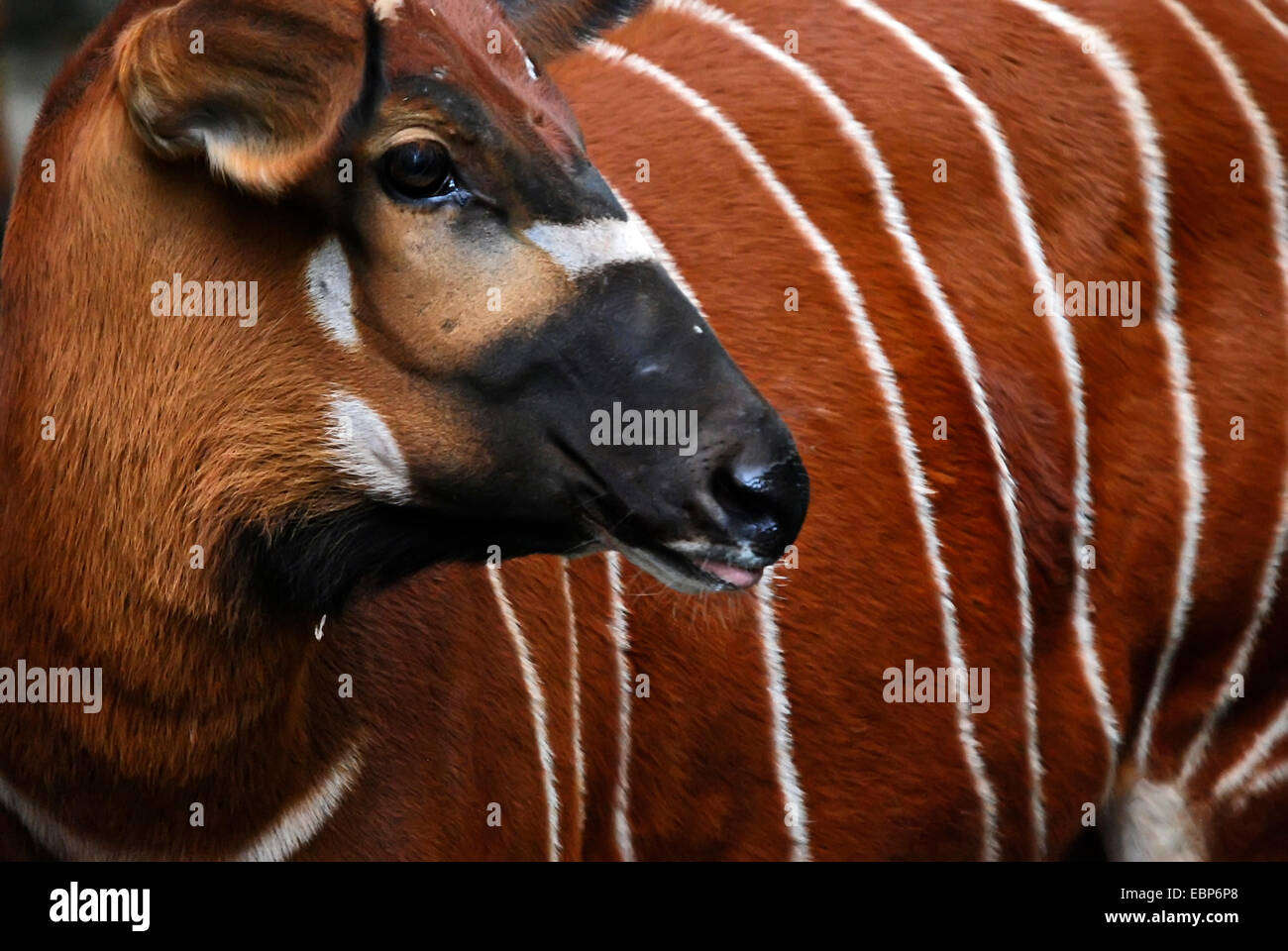 Bongo at a zoo in Frankfurt am Main, Germany. Stock Photo