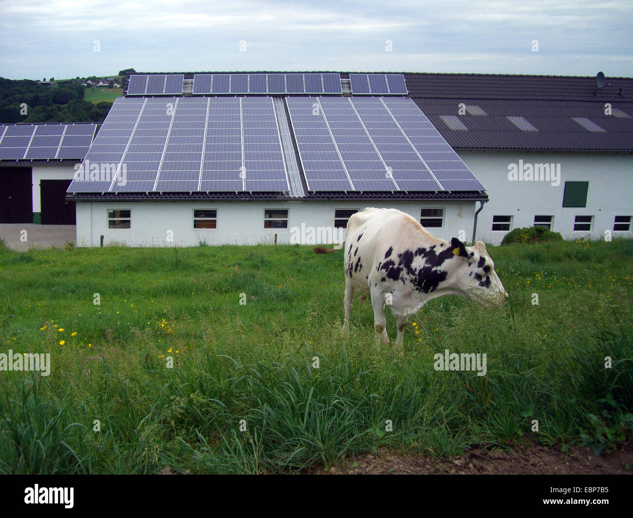 domestic cattle (Bos primigenius f. taurus), solar panels on a cowhouse, Germany, North Rhine-Westphalia, Neunkirchen-Seelscheid Stock Photo
