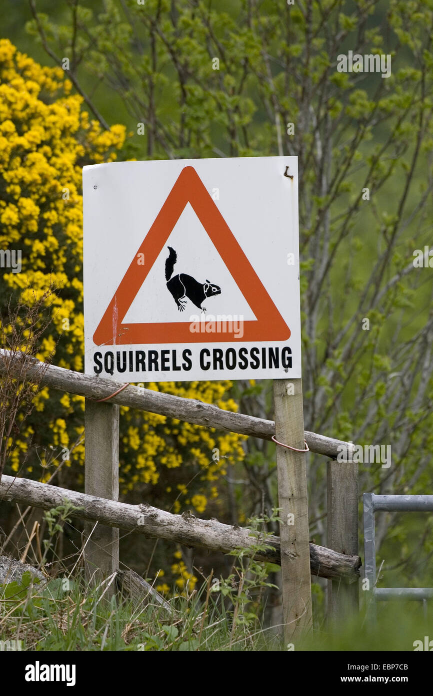 sign warning of red squirrels crossing road, United Kingdom, Scotland Stock Photo