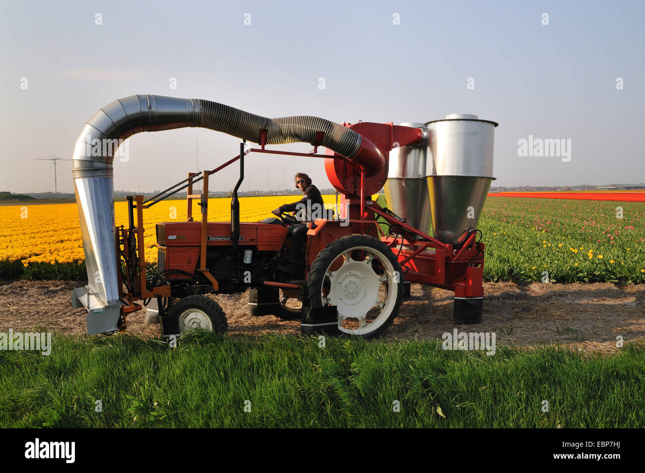 tulip (Tulipa spec.), tractor with cutting and exhausting equipment in front of tulip field, Netherlands, Den Helder Stock Photo