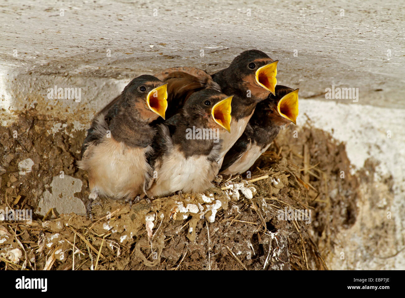 Barn Swallow Hirundo Rustica Begging Chicks In The Nest In A