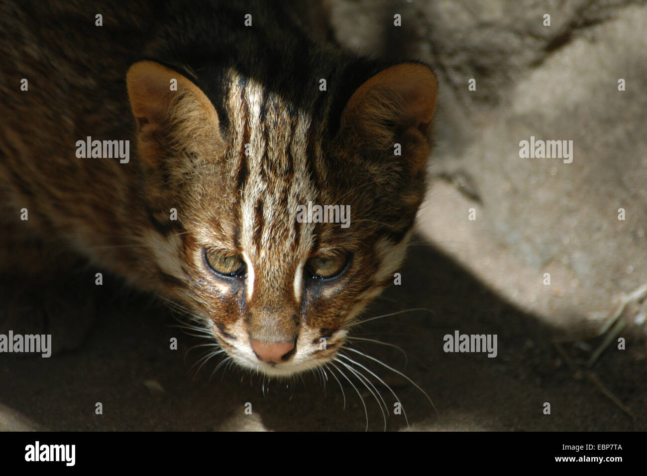 Tsushima leopard cat hi-res stock photography and images - Alamy
