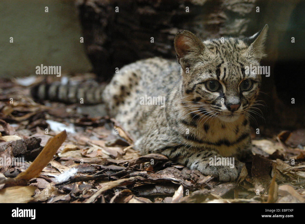 Geoffroy's cat (Leopardus geoffroyi) at Jihlava Zoo in Eastern Bohemia, Czech Republic. Stock Photo
