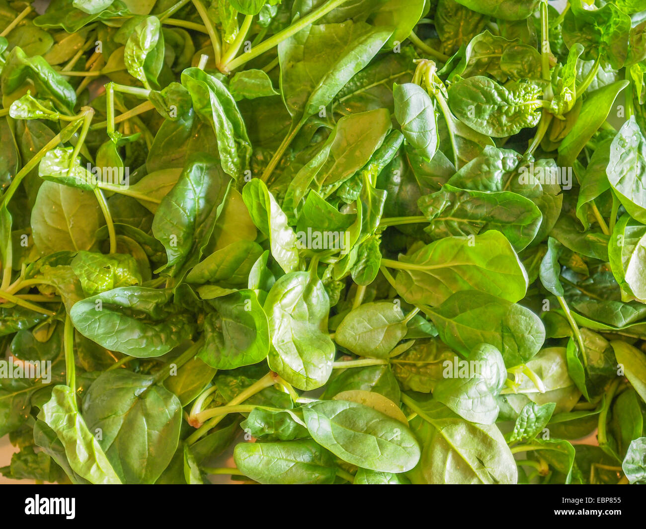 Edible leaves hires stock photography and images Alamy