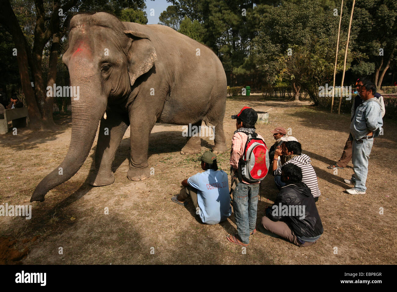 Nepalese children examine an Indian elephant (Elephas maximus indicus) at the Central Zoo in Kathmandu, Nepal. Stock Photo