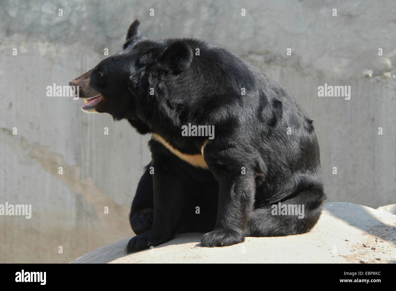 Asian black bear (Ursus thibetanus) at Moscow Zoo, Russia. Stock Photo