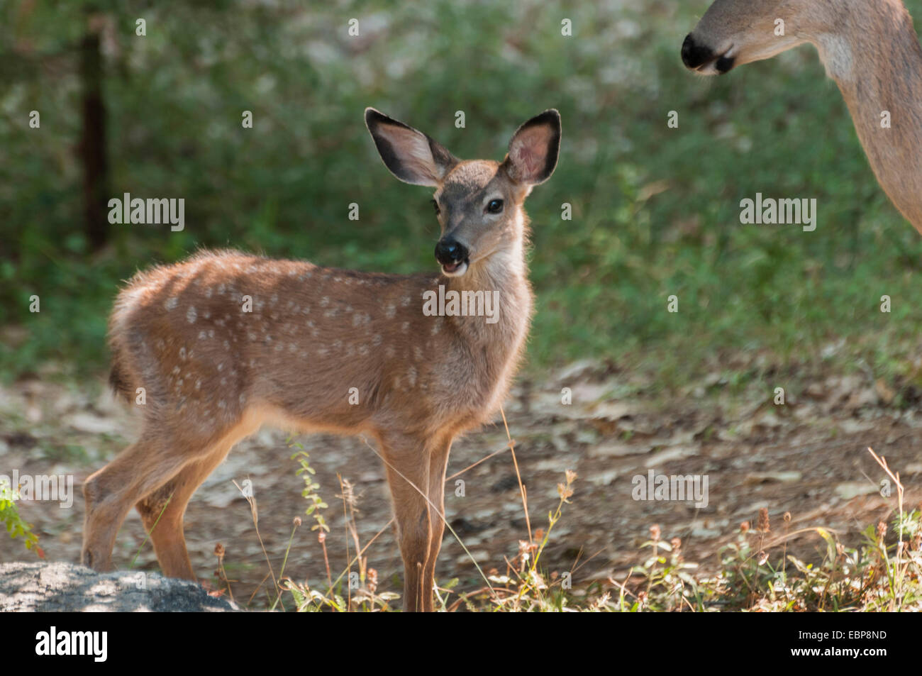 A Mule Deer fawn (Odocoileus hemionus) under the watchful eye of its mother. Sierra foothills of Northern California. Stock Photo