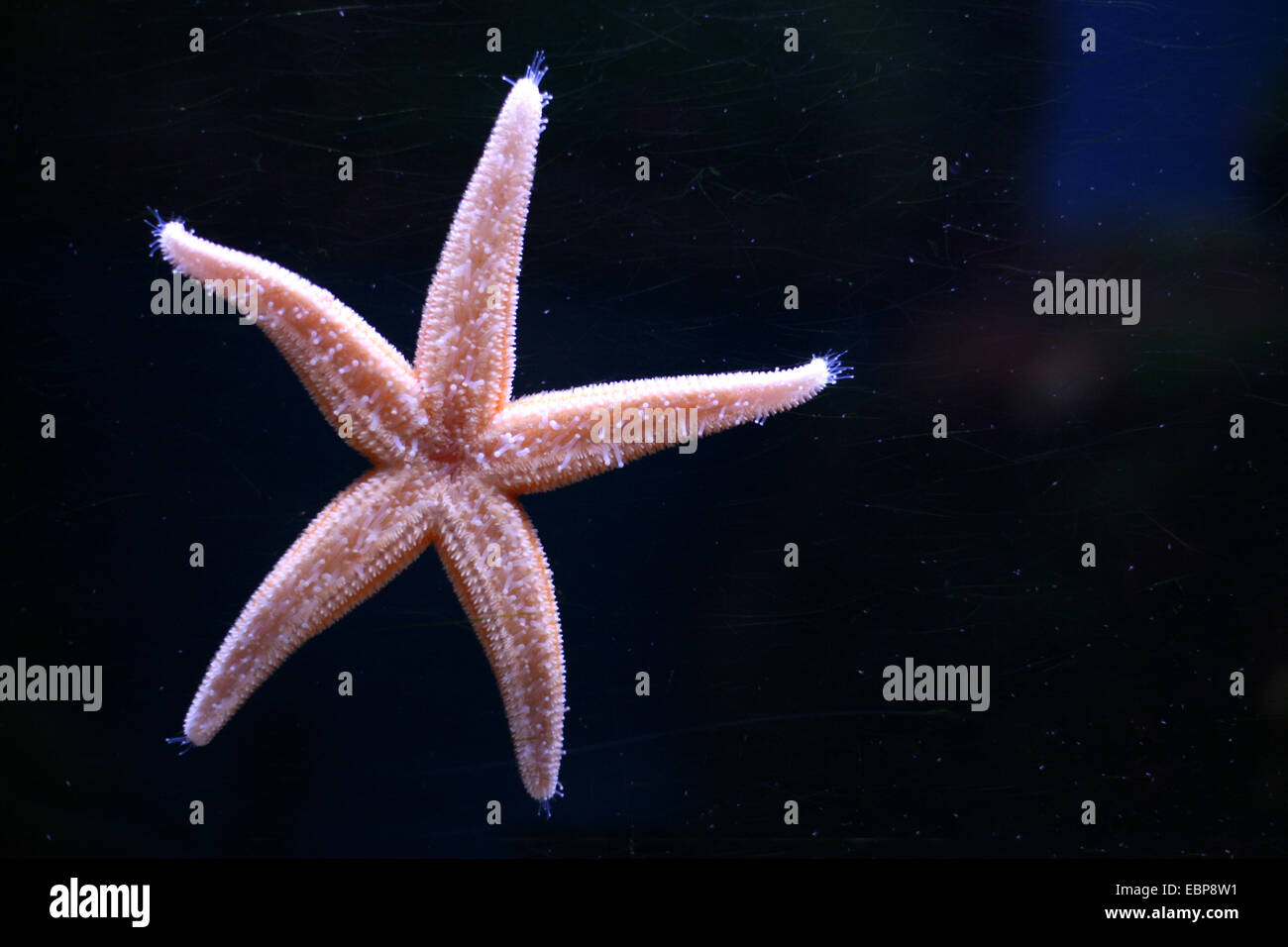 Northern Pacific sea star (Asterias amurensis) at Moscow Zoo, Russia. Stock Photo