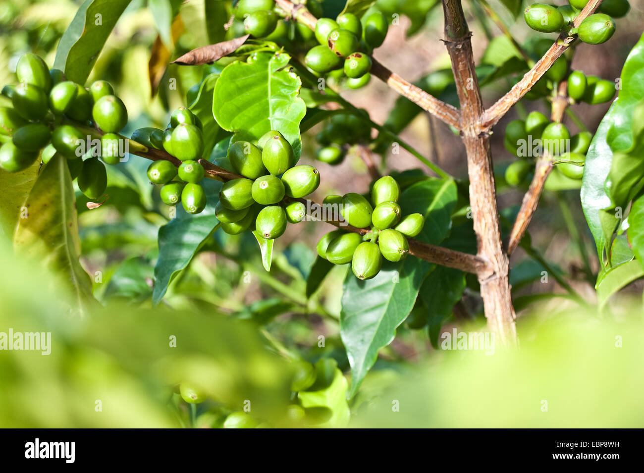 Green coffee berries in a plantation ( Ethiopia Stock Photo Alamy