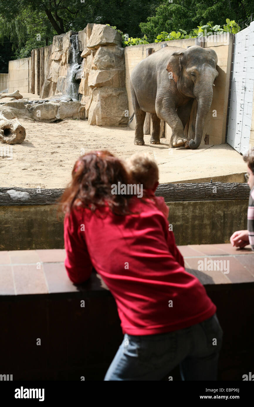 Visitors looks at an Indian elephant (Elephas maximus indicus) at Prague Zoo, Czech Republic. Stock Photo