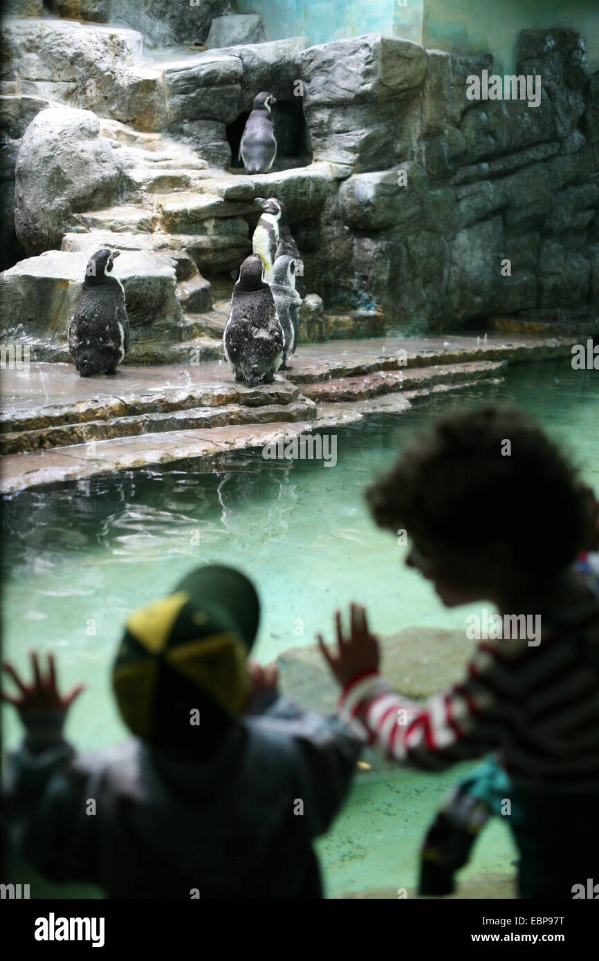 Young visitors look at Humboldt penguins (Spheniscus humboldti), also known as Chilean penguins at Prague Zoo, Czech Republic. Stock Photo
