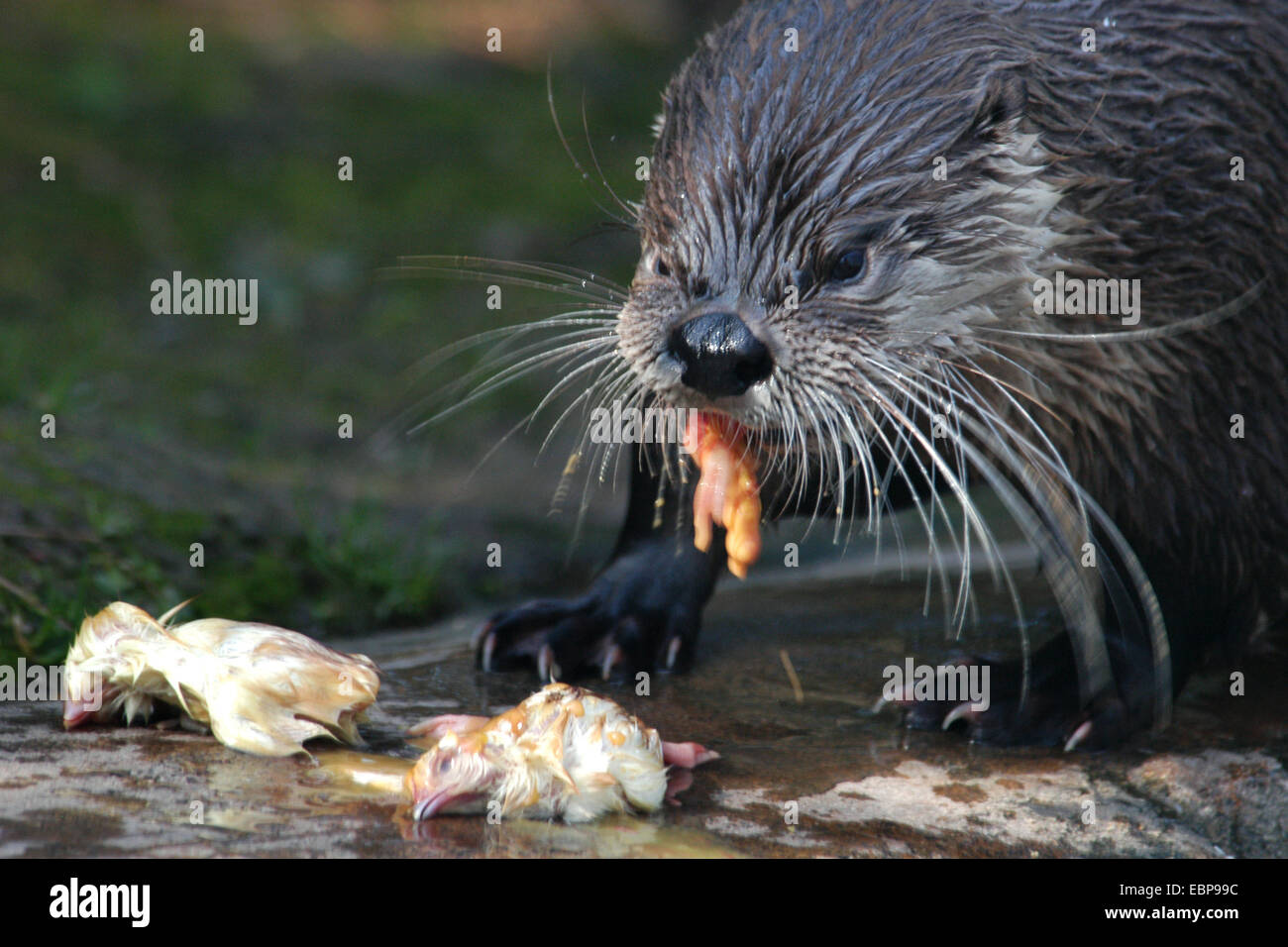North American river otter (Lontra canadensis) eating chicken at Prague Zoo, Czech Republic. Stock Photo