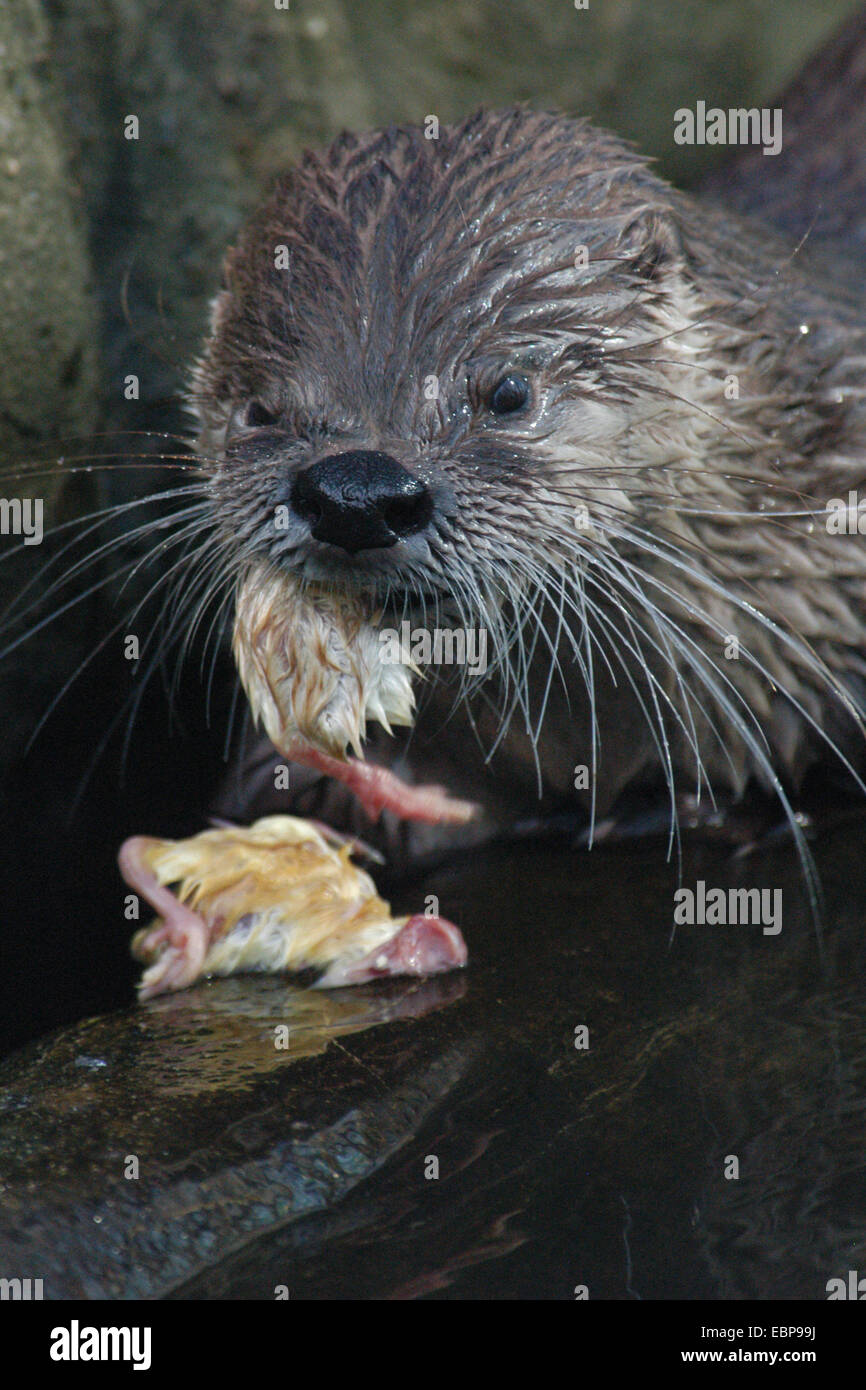 North American river otter (Lontra canadensis) eating chicken at Prague Zoo, Czech Republic. Stock Photo