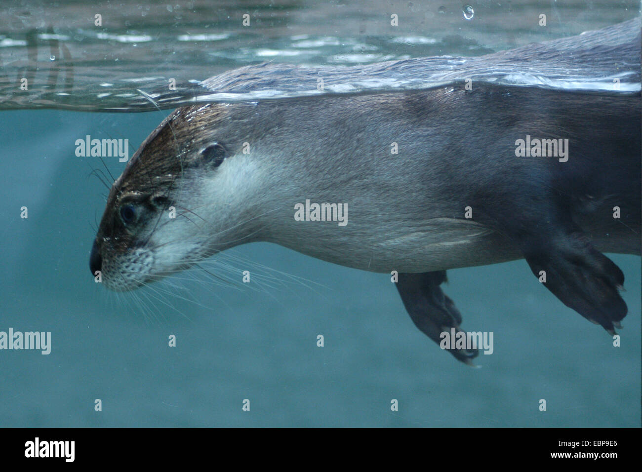 North American river otter (Lontra canadensis) at Prague Zoo, Czech Republic. Stock Photo